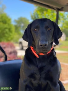 Black Labrador Listing Image