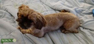 Super cute and small pure bred shih tzu Listing Image