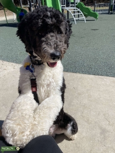 Looking to breed Sheepadoodle  Listing Image