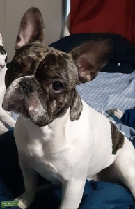 Frenchie Stud Listing Image