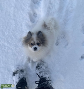 Stud Purebred Pomeranian  Listing Image