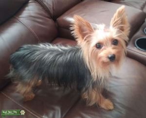 Female Yorkie looking for a male yorkie  Listing Image
