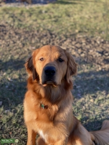 Loving Golden Retriever  Listing Image