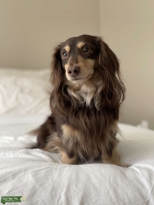 Adorable Chocolate Cream Mini Dachsund Listing Image