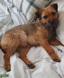 Pedigree Border Terrier  Listing Image