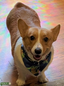 pembroke welsh corgi looking to breed Listing Image