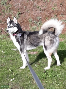 My Nala looking for purebred blue eyed handsome dog Listing Image