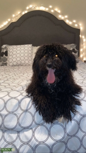 In heat and need a boyfriend  Listing Image