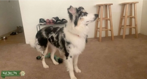 Beautiful Australian Shephard  Listing Image