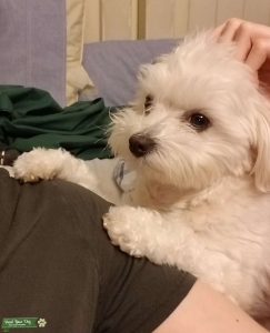 Maltipoo (Maltese/Poodle mix) Listing Image