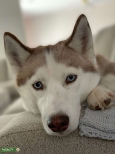 Siberan Husky - Red/White - Female - APRI Certified Listing Image