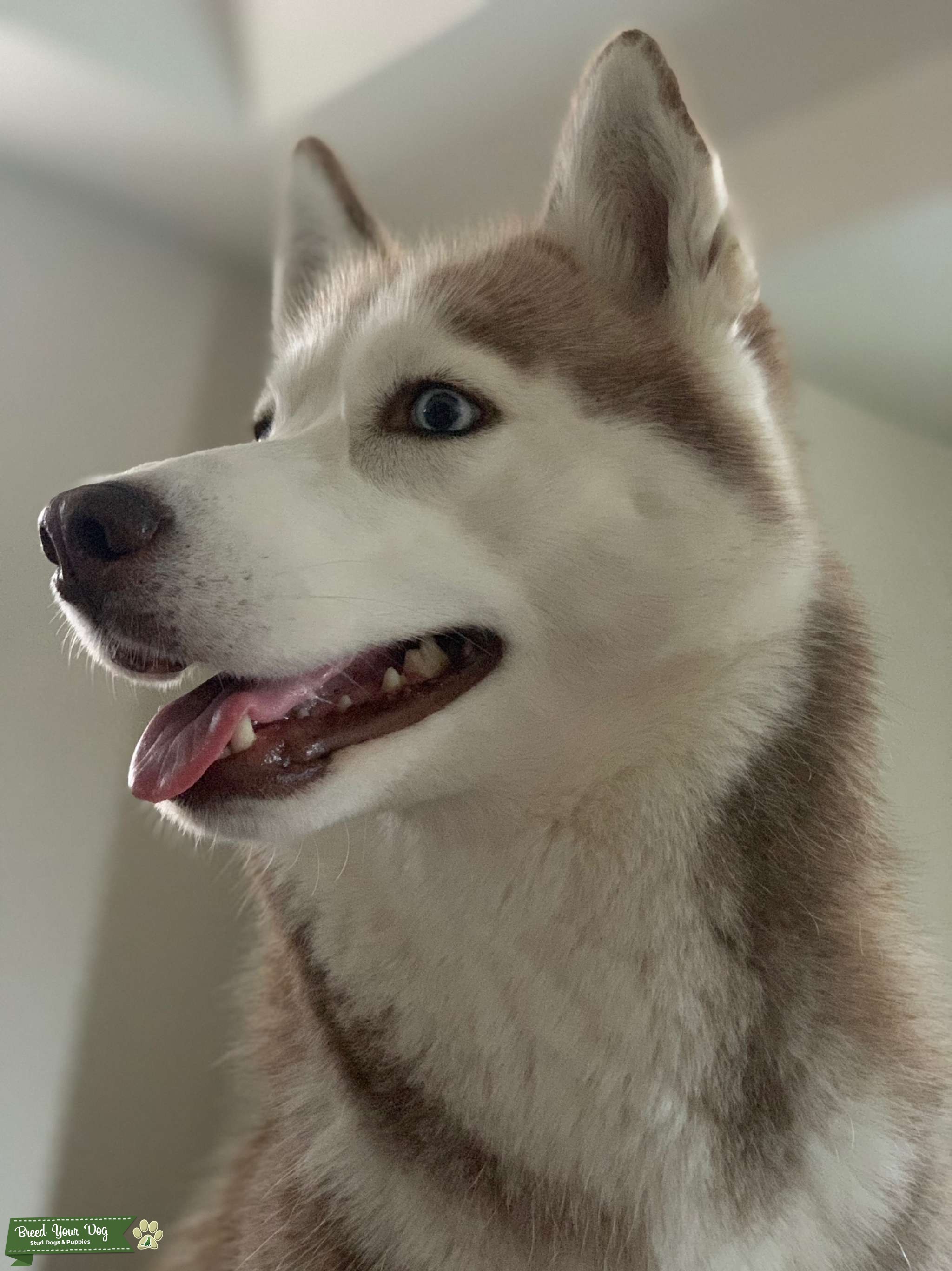 Siberan Husky Red/White Female APRI Certified Stud Dog in Ca
