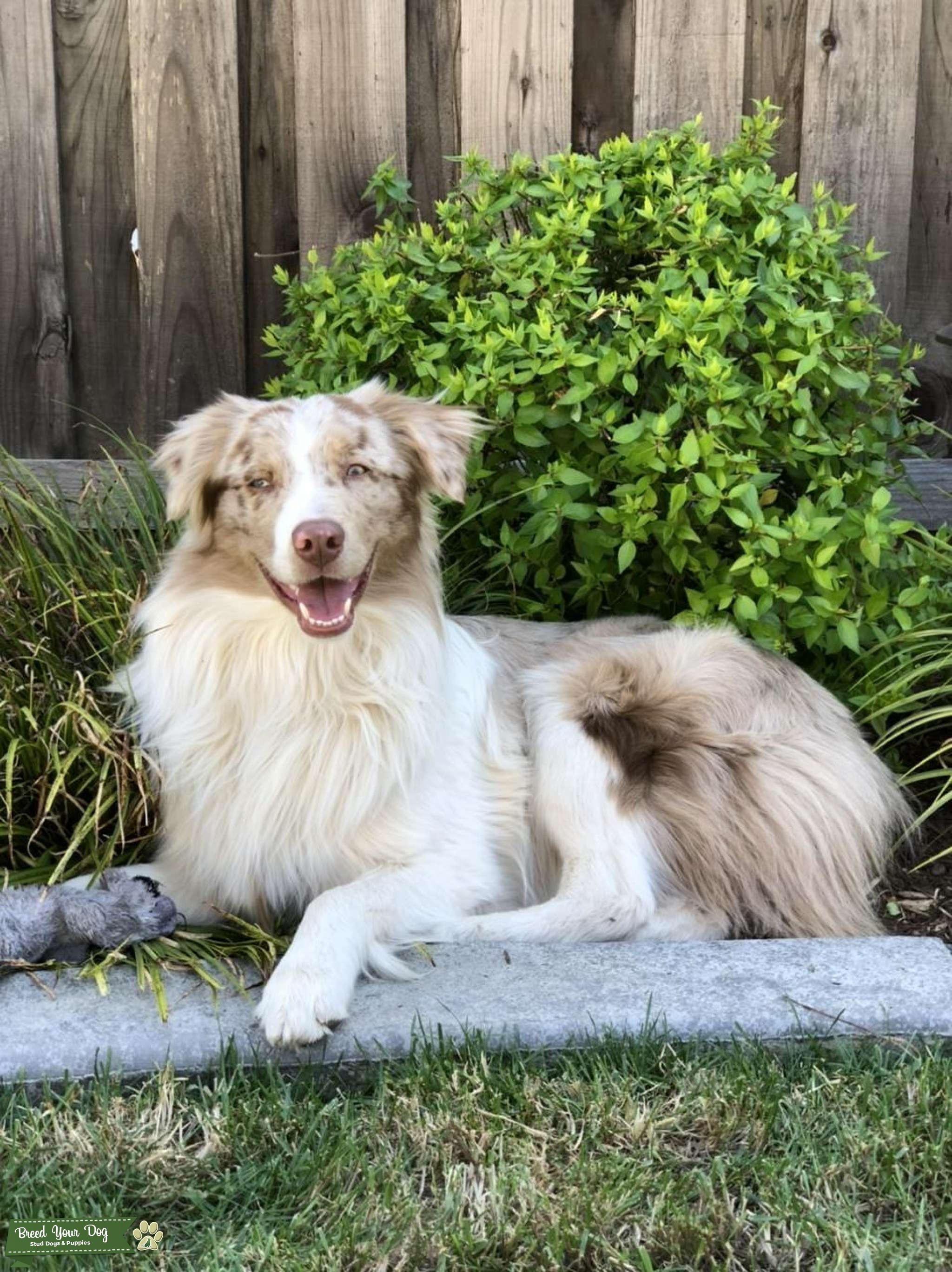 Diluted red Merle Aussie Stud Dog in California , the United States
