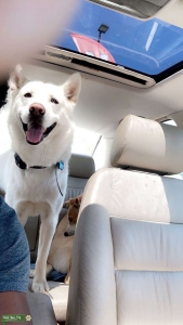 All white Siberian husky  Listing Image