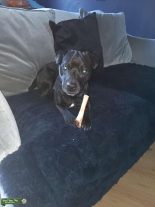 Black patterdale terrior Listing Image