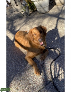 Golden Retriever  Listing Image