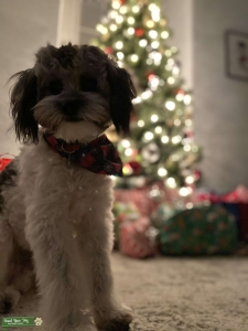 Shihpoo male Listing Image