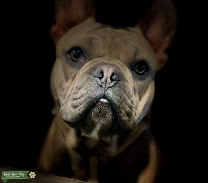 French Bulldog  Listing Image