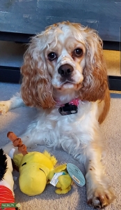 Female AKC Cocker Spaniel looking for a stud Listing Image