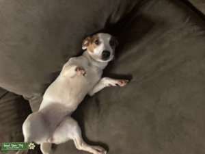 Female dog looking for male Listing Image