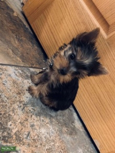 Teacup Yorkie (male) Listing Image