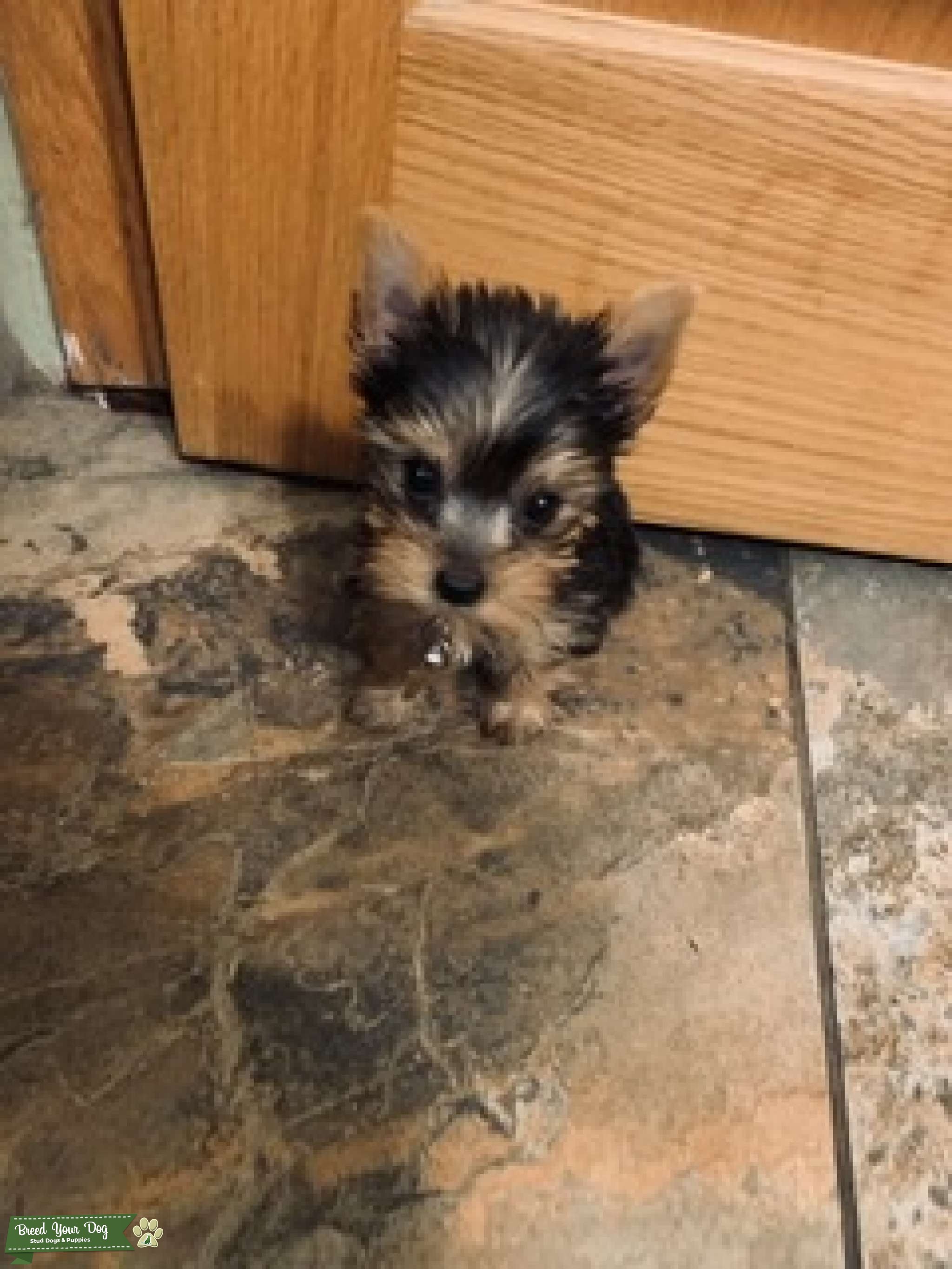 Teacup Yorkie (male) Stud Dog in Chicago , the United States Breed