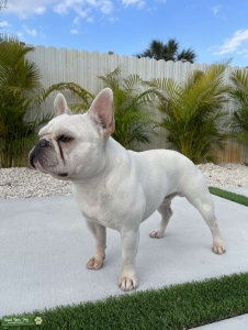 Frenchie Stud Available  Listing Image