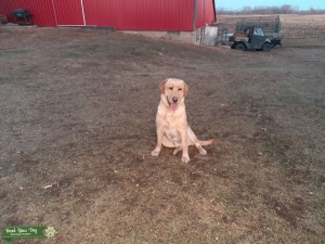 Yellow Lab, 1 year old, AKC Registered, Great bloodlines, Needs girlfriend Listing Image