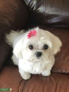 Purebred Female In Heat Listing Image