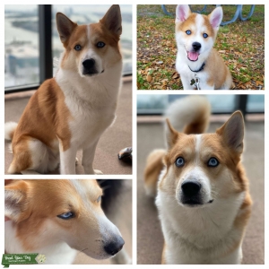 Pomsky Pomeranian Husky Mix Blue Eyed Male Stud Listing Image