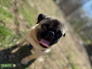 Handsome Pug looking for love Listing Image