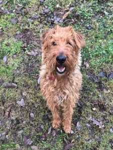 Handsome proven Irish Terrier stud Listing Image
