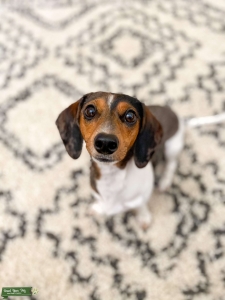 CKC Dapple Piebald Listing Image