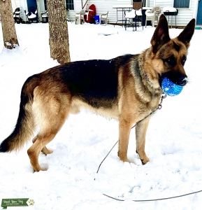 King German Shepherd  Listing Image