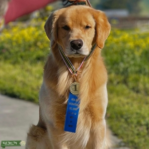 AKC Golden Retriever, CHIC & titled Listing Image