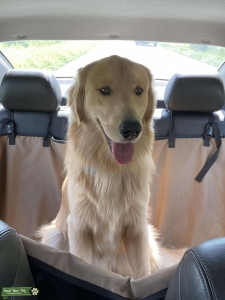 Male Golden Retriever to Stud  Listing Image