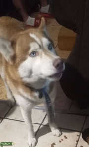 dog Listing Image