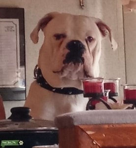 American bulldog Listing Image