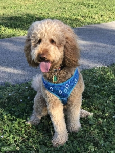 Mini Goldendoodle  Listing Image