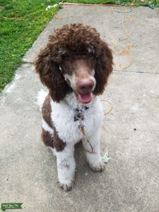 AKC Poodle Listing Image