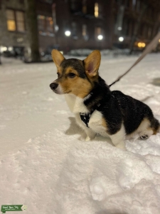 Corgi  Listing Image