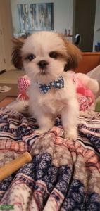 Adorable Stud Available Listing Image