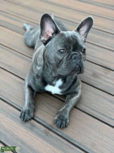 Blue Brindle French Bulldog  Listing Image