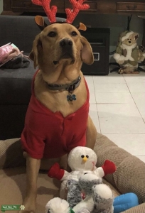 Lab dog  Listing Image
