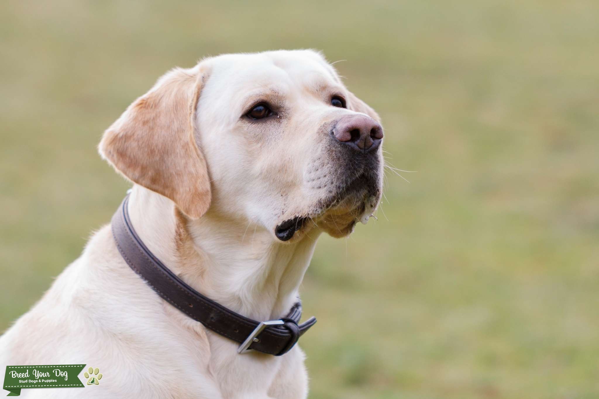 Kc Registered Labrador Retriever For Stud Stud Dog in North London