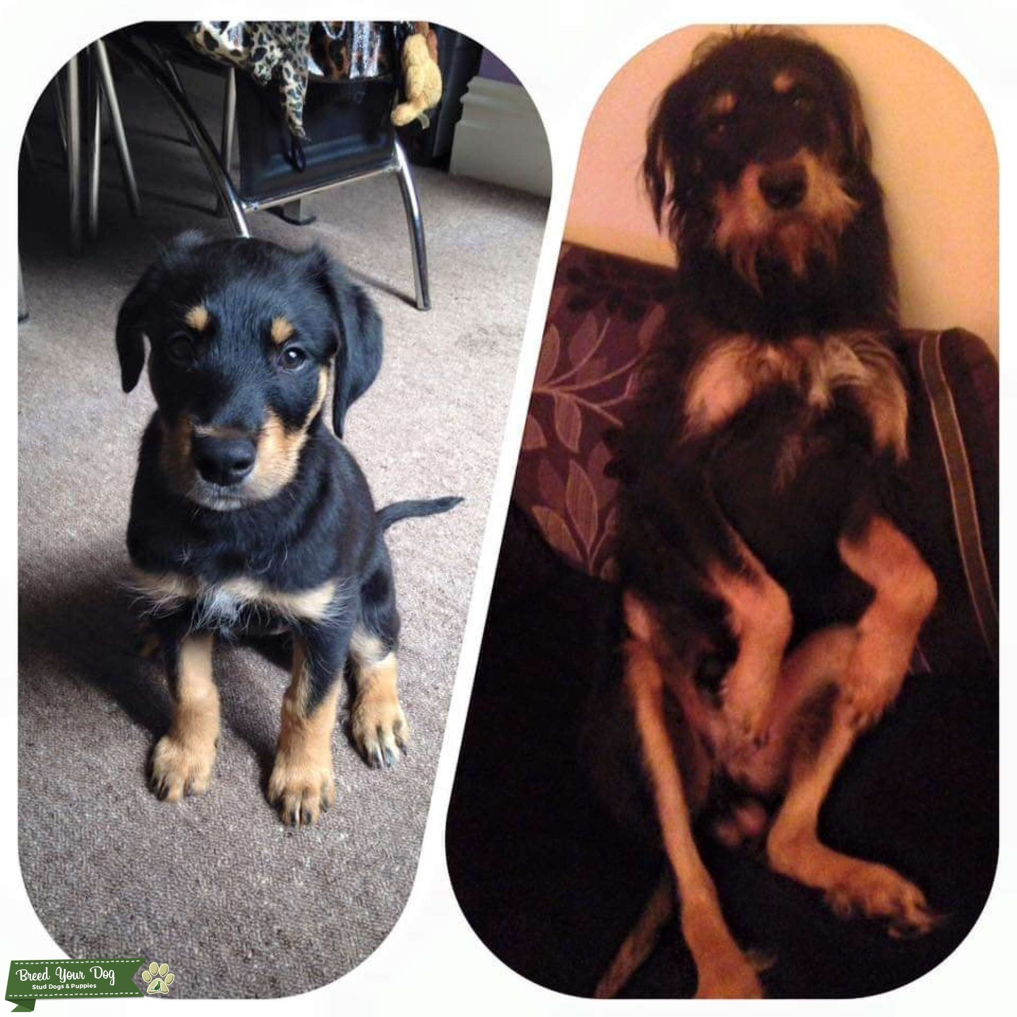 Mace Large Male Irish Wolfhound X Rottweiler Dog In SA PetRescue