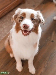 Beautiful Red Merle AKC for Studding - First Time Stud Listing Image