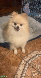 Pomeranian stud  Listing Image