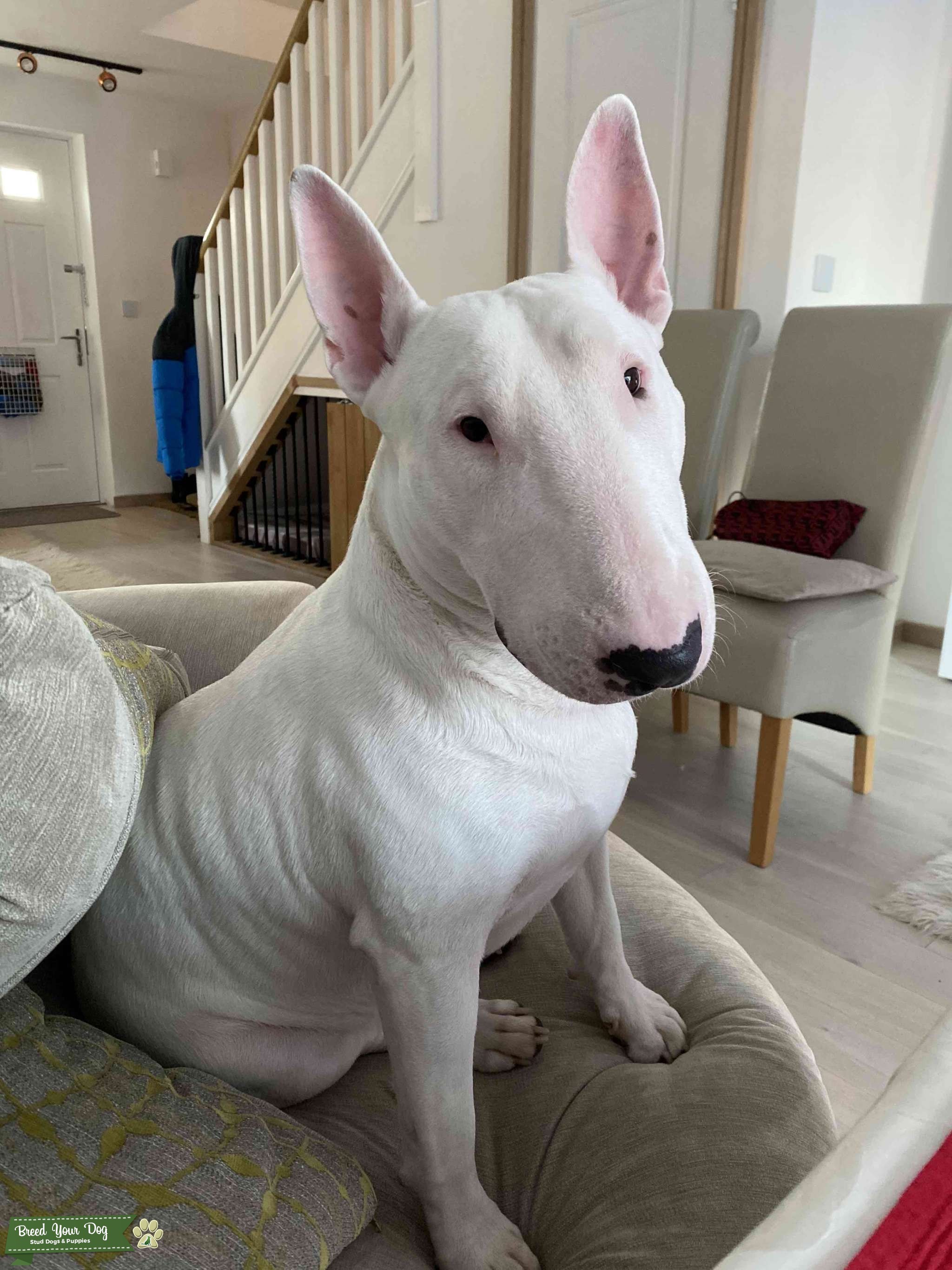 English bull terrier stud KC reg. Stud Dog in Erith, the United