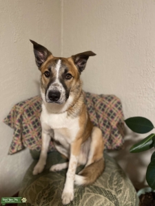 Border Collie/Australian Shepherd/Blue Heeler Mix Listing Image